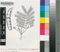 Acacia dolichocephala Harms