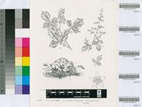 Rhus dentata Thunb.
