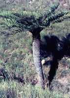 Cyathea dregei Kunze