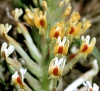 Hebenstretia dentata L.