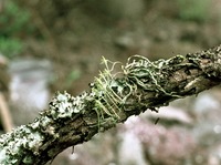 Mystacidium gracile Harv.