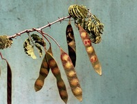 Acacia erubescens Welw. ex Oliv.