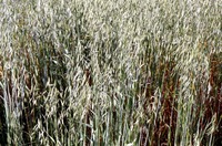 Avena sativa L.