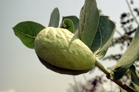 Calotropis procera (Aiton) R.Br.