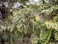 Caesalpinia decapetala (Roth) Alston