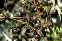 Euclea crispa (Thunb.) Gürke