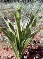 Eucomis autumnalis (Mill.) Chitt. subsp. clavata (Baker) Reyneke