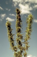 Cannabis sativa L.