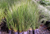 Juncus effusus L.