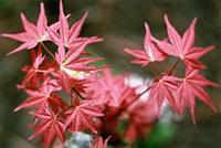 Acer palmatum Thunb.