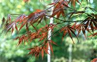 Acer palmatum Thunb.