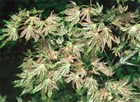 Acer palmatum Thunb.