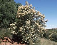 Buddleja saligna Willd.