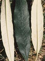 Buddleja saligna Willd.