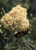 Buddleja saligna Willd.