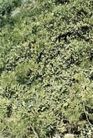 Capparis tomentosa Lam.
