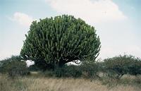 Euphorbia ingens E.Mey. ex Boiss.