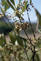Euclea crispa (Thunb.) Gürke subsp. crispa