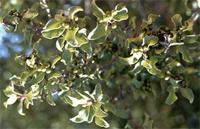 Euclea undulata Thunb.