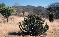 Euphorbia ingens E.Mey. ex Boiss.