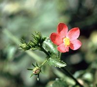 Hibiscus praeteritus R.A.Dyer
