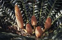 Encephalartos ferox G.Bertol.