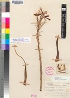 Holotype of Aloe eylesii Christian [family ASPHODELACEAE]