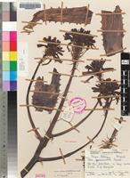 Aloe lateritia in Global Plants on JSTOR