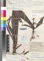 Holotype of Chlorophytum trachycarpum Oberm. [family ANTHERICACEAE]