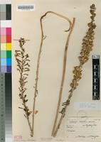 Filed as Drimia elata Jacq. [family HYACINTHACEAE]