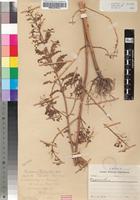 Isolectotype of Plectranthus hereroensis Engl. [family LAMIACEAE]