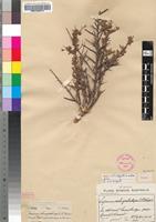 Isosyntype of Lycium schizocalyx C.H.Wright [family SOLANACEAE]