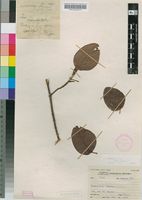 Holotype of Weihea subpeltata Sim [family RHIZOPHORACEAE]