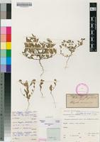 Isotype of Polygala welwitschii Chodat [family POLYGALACEAE]