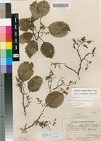 Isotype of Homalium subsuperum Sprague [family SALICACEAE]