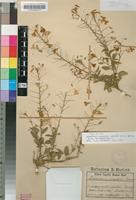 Isotype of Hermannia amabilis Marloth ex K.Schum. [family MALVACEAE]