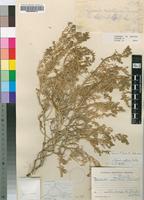 Isotype of Suaeda inflata Aellen [family CHENOPODIACEAE]