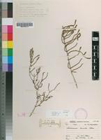 Holotype of Arthrocnemum terminale Toelken [family CHENOPODIACEAE]