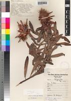 Isotype of Protea wentzeliana Engl. var. prostrata Beard [family PROTEACEAE]