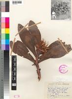 Isotype of Protea flavopilosa Beard [family PROTEACEAE]