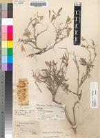 Holotype of Tephrosia limpopoensis J.B.Gillett [family FABACEAE]