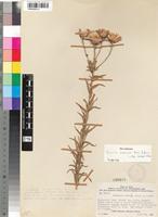 Isotype of Vernonia bainesii Oliv. & Hiern subsp. brassii Wild [family ASTERACEAE]