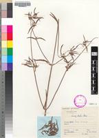 Isosyntype of Leucas bakeri Baker [family LAMIACEAE]