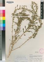 Isotype of Amaranthus praetermissus Brenan [family AMARANTHACEAE]