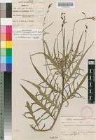 Paratype of Tricliceras longepedunculatum (Mast.) R.Fern. var. eratense R.Fern. [family TURNERACEAE]