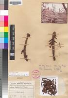 Holotype of Aloe excelsa A.Berger var. excelsa [family ASPHODELACEAE]
