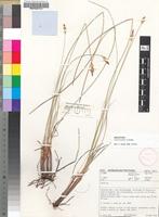 Holotype of Carex acocksii C.Archer [family CYPERACEAE]