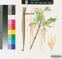 Strophanthus kombe Oliv.