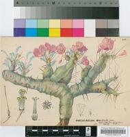 Sarcocaulon rigidum Schinz