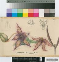 Stapelia gettliffei R.Pott
